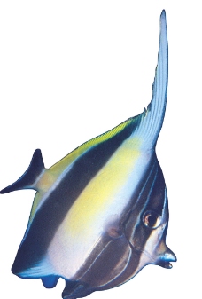 多彩鱼0254